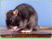 rat control Gosforth